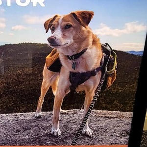 Team Page: Team All Pro